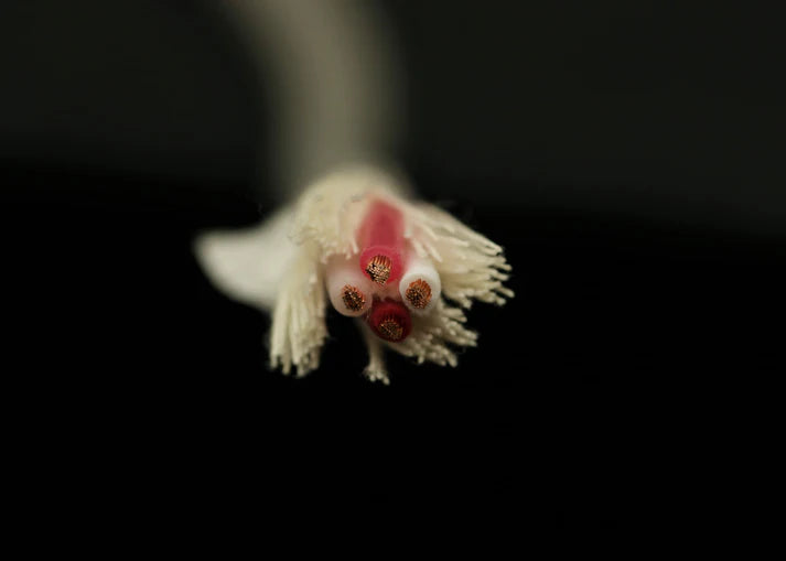 [喇叭散線] CANARE 4S11G