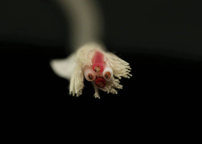 [喇叭散線] CANARE 4S11G